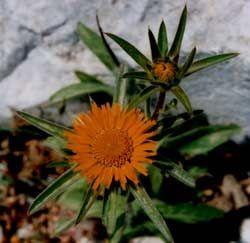 christ thorn flower remedy