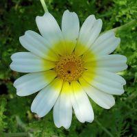 margarita flower remedy