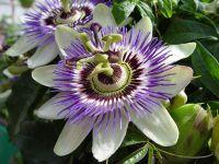 passion flower essence