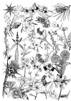 flower oils vibrationally charged