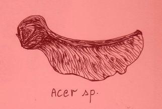 acer