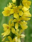 Agrimony bach