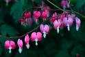 bleeding heart flower essence