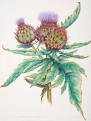 cardoon thistle flower essence