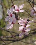 bach cherry plum