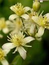 bach clematis