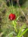crimson pea flower essence