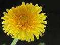 dandelion floweressence
