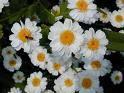 lunar feverfew