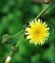 Lunar Hawksbeard