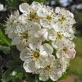 Lunar Hawthorn