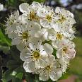 hawthorn flower essence