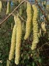 Lunar Hazel