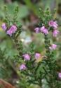 heatherling