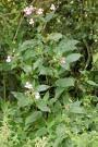 Impatiens