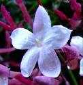 JASMINE FLOWER ESSENCE 