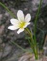LLOYDIA FLOWER ESSENCE