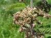 nettle flower remedy
