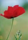 y  Lunar poppy flower remedy
