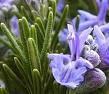 rosemary