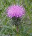 lunar thistle flower remedy