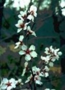 almond