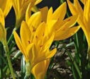 autumn_crocus