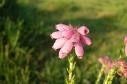 bellheather