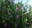 black_pea