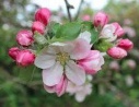 Bramley Flower Remedy / Essence Malus domestica