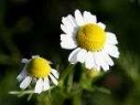 chamomile flower essence