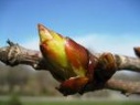 bach chestnut bud