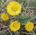 lunar coltsfoot