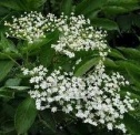 elder
