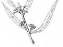 eucalyptus flower essence