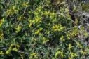 euphorbia flower essence