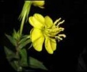 EVENING PRIMROSE FLOWER ESSENCE