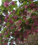 flowering_currant2_small