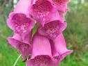 foxclove flower essence