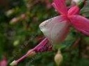 fushia flower essence