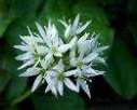 garlic flower essence