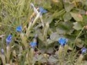 bach gentian