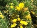 Gorse
