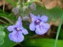 Lunar Ground Ivy