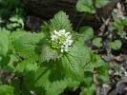 Lunar Hedge Garlic