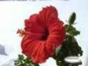HIBISCUS FLOWER ESSENCE