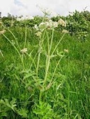 hogweed
