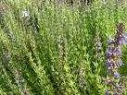 HYSSOP FLOWER ESSENCE 