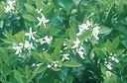 lemon flower essence