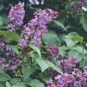 lilac_963170255
